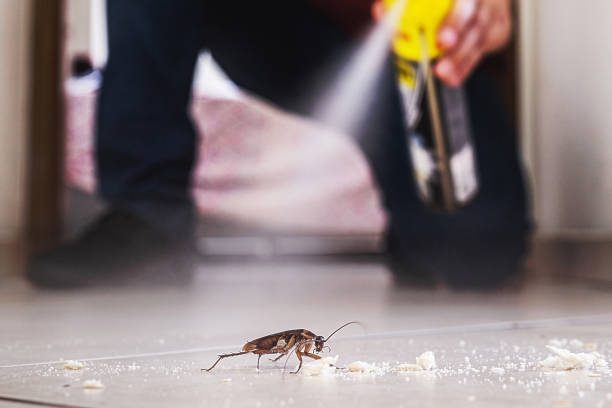 Best Flea Control Services  in River Oaks, TX