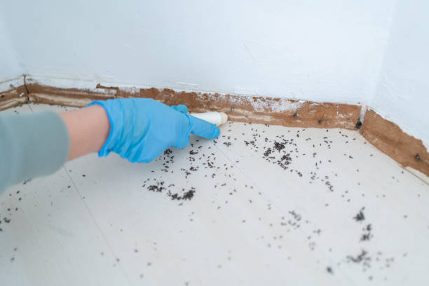 Best Commercial Pest Control Services  in River Oaks, TX